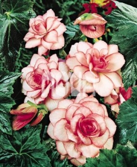 Begonia Bouton de Rose Begónia