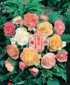 Begonia Pastel Mixed Begónia