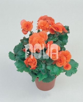 Begonia double Copper Begónia