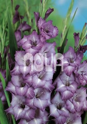 Gladiolus Blue Isle Mečík