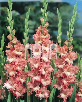Gladiolus Coral Lace Mečík