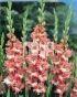 Gladiolus Coral Lace Mečík