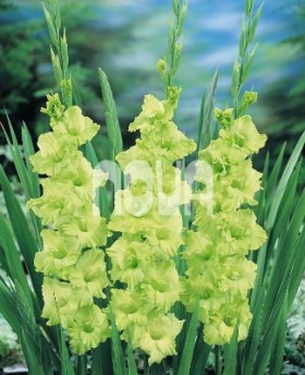 Gladiolus Green Star Mečík