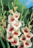 Gladiolus Mary Housley Mečík