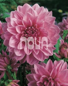 Dahlia Lavender Perfection Georgína