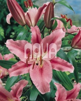 Lilium Acapulco Ľalia