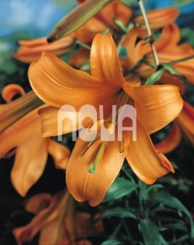 Lilium African Queen Ľalia