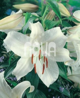 Lilium Casablanca Ľalia