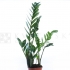 Zamioculcas - kvet