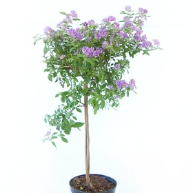 Solanum rantonetti - kvet