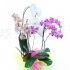 Phalaenopsis farebné trio - kvet