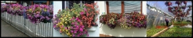 Predaj sadeníc balkónových kvetov