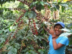 Káva Bolívia Mamani Mamani