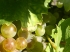 Vinohradnícke a vinárske potreby